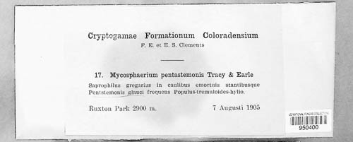 Mycosphaerella penstemonis image